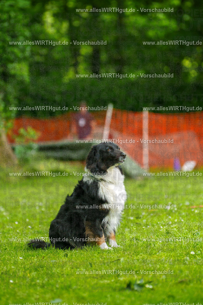 @allesWIRTHgut_Tierfotografie - www.allesWIRTHgut.de - 091322-7R506741 | Professionelle Tierfotografie in Mönchengladbach von Daniel Wirth (allesWIRTHgut). Liebevolle & natürliche Bilder von Hunden & Katzen für unvergessliche Erinnerungen.