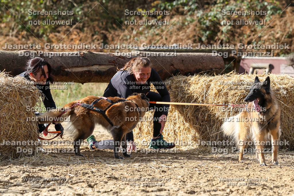 Dog Paparazzi - Strongdog 10-25-5348 | Dog Paparazzi Jeanette Grottendiek Fotografie & Videografie - Realisiert mit Pictrs.com