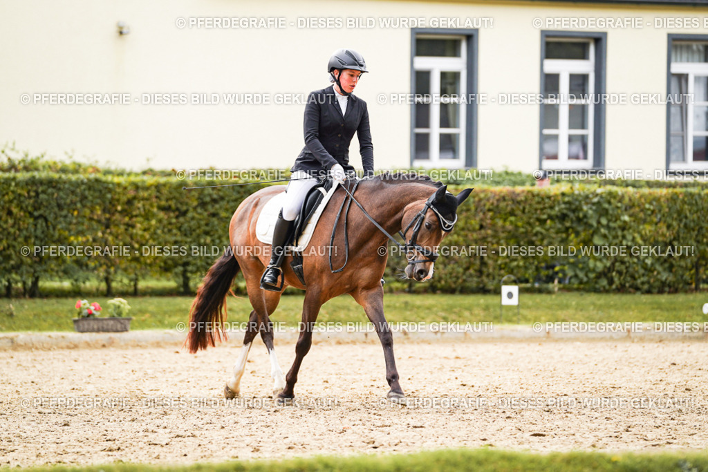 DSC01111 | Pferdegrafie