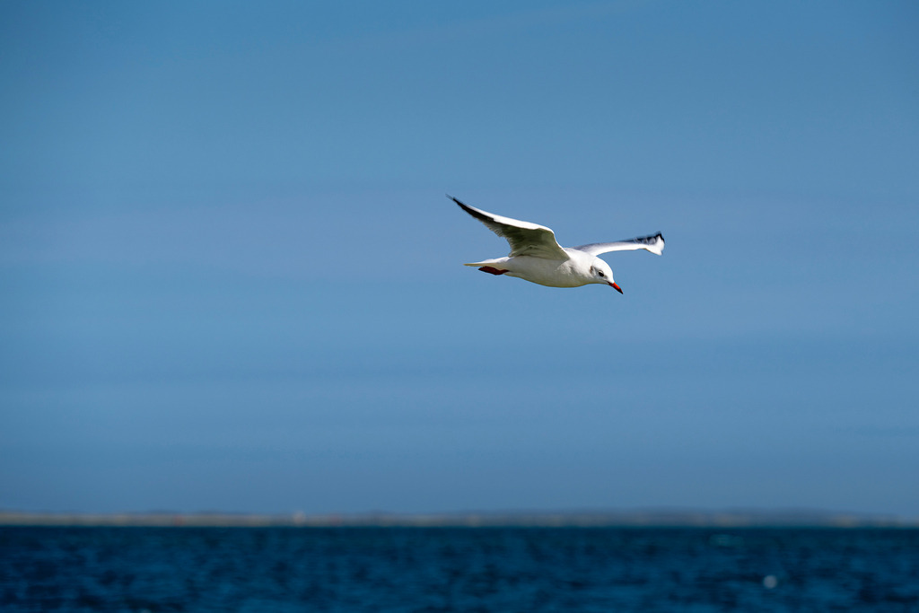 Lachmöwe im Segelflug über der Nordsee vor der Westfriesischen Insel Texel | Eine Lachmöwe fliegt bei klarem, blauem Himmel über das tiefe Wasser der Nordsee nahe der Insel Texel. Im Hintergrund ist flach der Horizont der Küste erkennbar. Die dynamische Aufnahme fängt die typische Tier- und Naturwelt der westfriesischen Küstenzone ideal ein. Das Motiv eignet sich hervorragend für redaktionelle Beiträge zu den Themen Küstennatur, Seevögel, Fauna der Nordsee, Umweltschutz sowie Urlaubsregionen in den Niederlanden. - Realisiert mit Pictrs.com