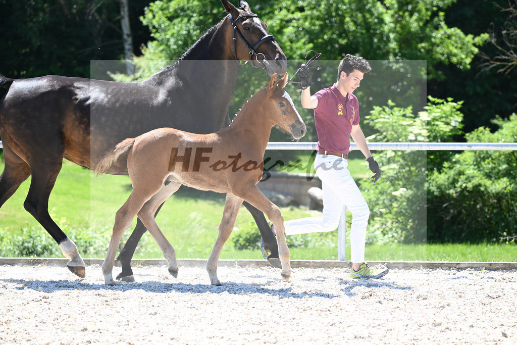 Kat-Nr. 25 HF Tangelo van de Zuuthoeve_Braun_16230469 | hf-fotografie - Realisiert mit Pictrs.com