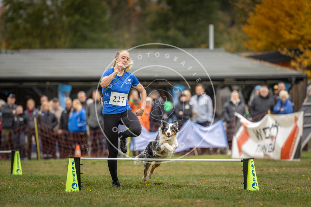 Pfotenfotografie_DV3A3216 | Hundefotografie, Tierfotograf, Pfotenfotografie, Fotoshooting Hund, Hunde Portrait, Hundesport, Hundeportraits, Heideshooting, Hunde, Sportfotograf, Hundefotograf, Turnierhundsport, THS,  - Realisiert mit Pictrs.com