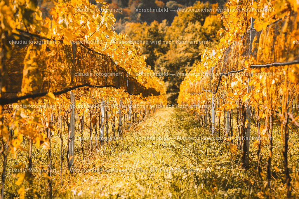 12_20221017_Rebberg_Weiningen__CMI9416.jpg_cmi | 15.10.2022: Inland; Weiningen;
Blick durch die Reben am Rebberg in Weiningen, Zuerich
(Claudia Minder/claudia-fotografiert)