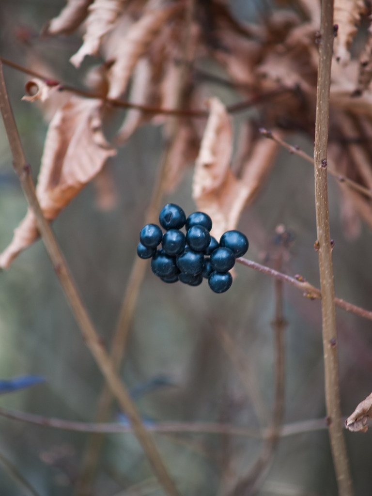 PSX_20230205_224136 | OLYMPUS DIGITAL CAMERA - Realisiert mit Pictrs.com