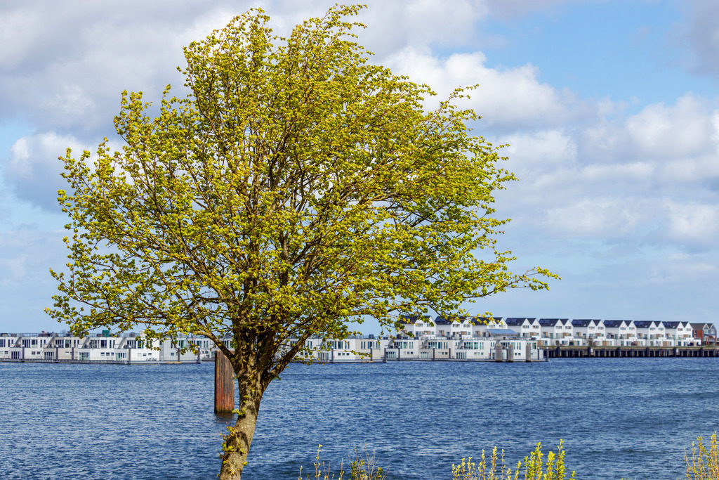 Wandbild: Frühlingshafter Baum in Olpenitz | Dieses Wandbild im Querformat zeigt einen frühlingshaften Baum an der Promenade in Olpenitz. In der Unschärfe sind im Hintergrund Ferienwohnungen am Meer zu sehen.  - Realisiert mit Pictrs.com