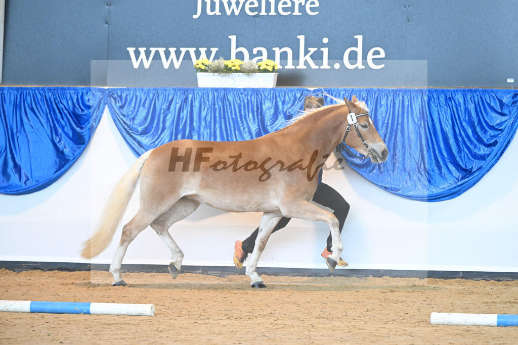 Kat-Nr. 1 Divina v. Weingold S_Steinmueller_60220983 | hf-fotografie - Realisiert mit Pictrs.com