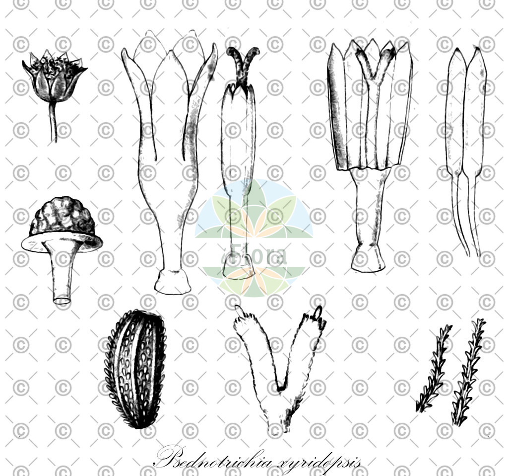 HistAbb_wfo-0001240158_1_ENZY_Simple | Historische Abbildung von Psednotrichia xyridopsis - Asteraceae | Historical Illustration of Psednotrichia xyridopsis - Asteraceae