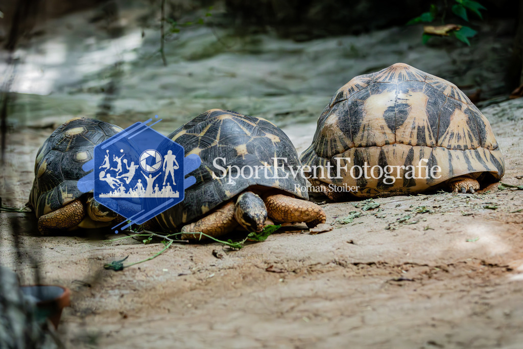 IMG_6821 | SportEventFotografie - Roman Stoiber