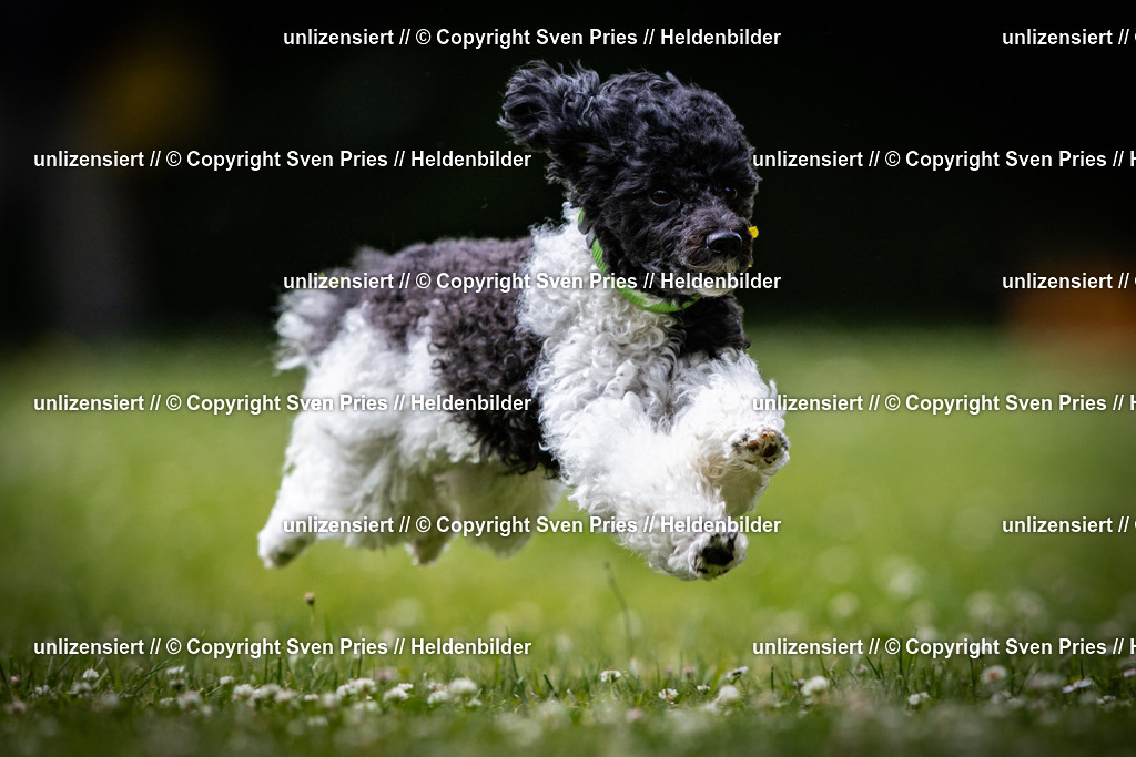 Sven Pries | 2025-05-29 - Pudelrennen KA-Durlach - Realisiert mit Pictrs.com