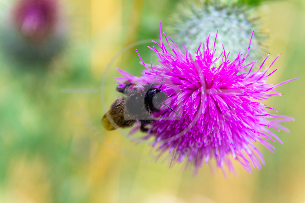 IMG_4548 | pierre-irmisch-photography.de