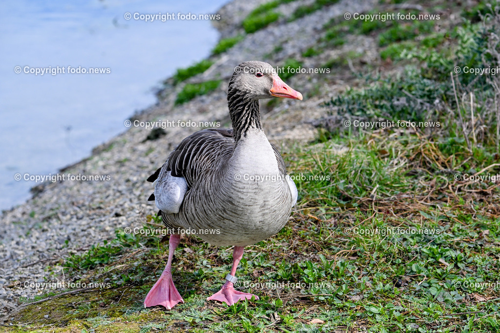 Vögel_ 15.03.2026-11 | 15.03.2026, LINZ, AUT, Themenbild, im Bild Vogel, Graugans, Gans, Anser anser, Wasservogel, graues Gefieder, orangefarbener Schnabel, orangefarbenes Auge, langer Hals, Vogel beim Fressen, Schnabel am Boden, Nahrungssuche, Wildvogel, Tierfotografie, Naturfotografie, Nahaufnahme, Detailaufnahme, Wassertropfen auf Federn, Gras und Erde, natürlicher Lebensraum, europäische Vogelart, Symbolbild, Feature