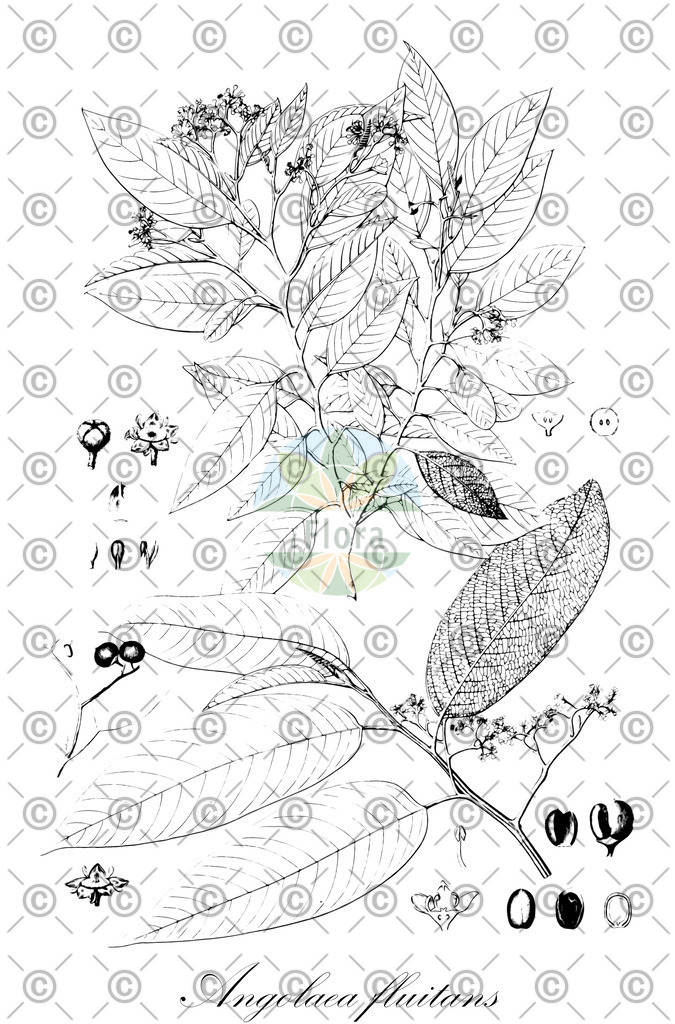 HistAbb_wfo-0000536542_584_ENZY_Simple | Historische Abbildung von Angolaea fluitans - Podostemaceae | Historical Illustration of Angolaea fluitans - Podostemaceae