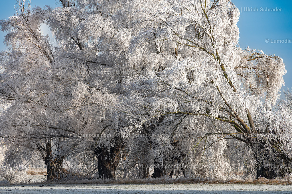 10049-13458 - Winterzauber im Großen Bruch | Stockfoto und Bilderpool mit Bildmaterial aus Deutschland, dem Harz, Halberstadt, Quedlinburg, Wernigerode und weltweit. Qualitativ hochwertige und professionelle Fotos anschauen und kaufen. - Realisiert mit Pictrs.com