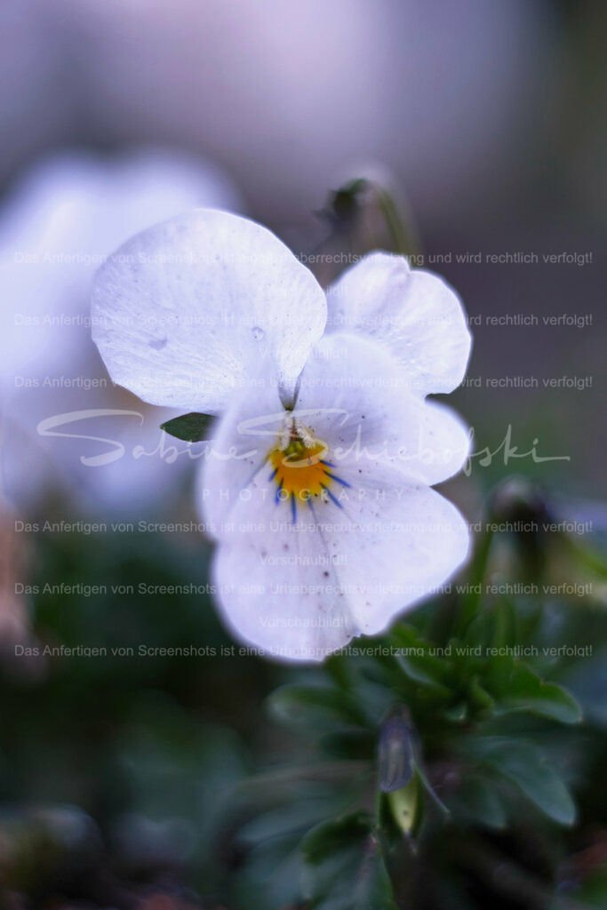 Wandbild Veilchen | People- und Tierfotografie, Imageaufnahmen, Veranstaltungsfotografie und Wandbilder aus der Natur ★ Made in Germany ✔️ Druck + Downloads ✔️ Naturfotografie in Top Qualität ★ schneller Versand, weltweite Lieferung! - Realisiert mit Pictrs.com