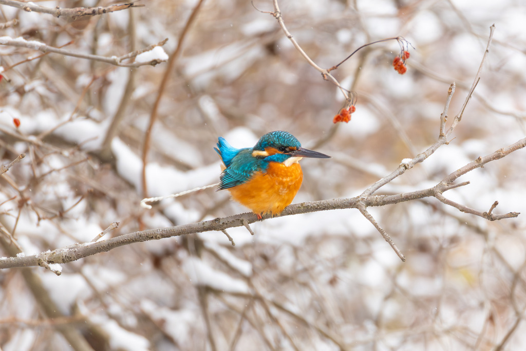 Der Eisvogel | Der Eisvogel (Alcedo atthis) ist aufgrund seines leuchtend bunten Gefieders und seiner pfeilschnellen Jagdweise eine der auffälligsten und schönsten Vogelarten Mitteleuropas. Er wird oft als "fliegender Edelstein" bezeichnet und dient als wichtiger Indikator für die Gesundheit und Naturnähe von Gewässern. - Realisiert mit Pictrs.com