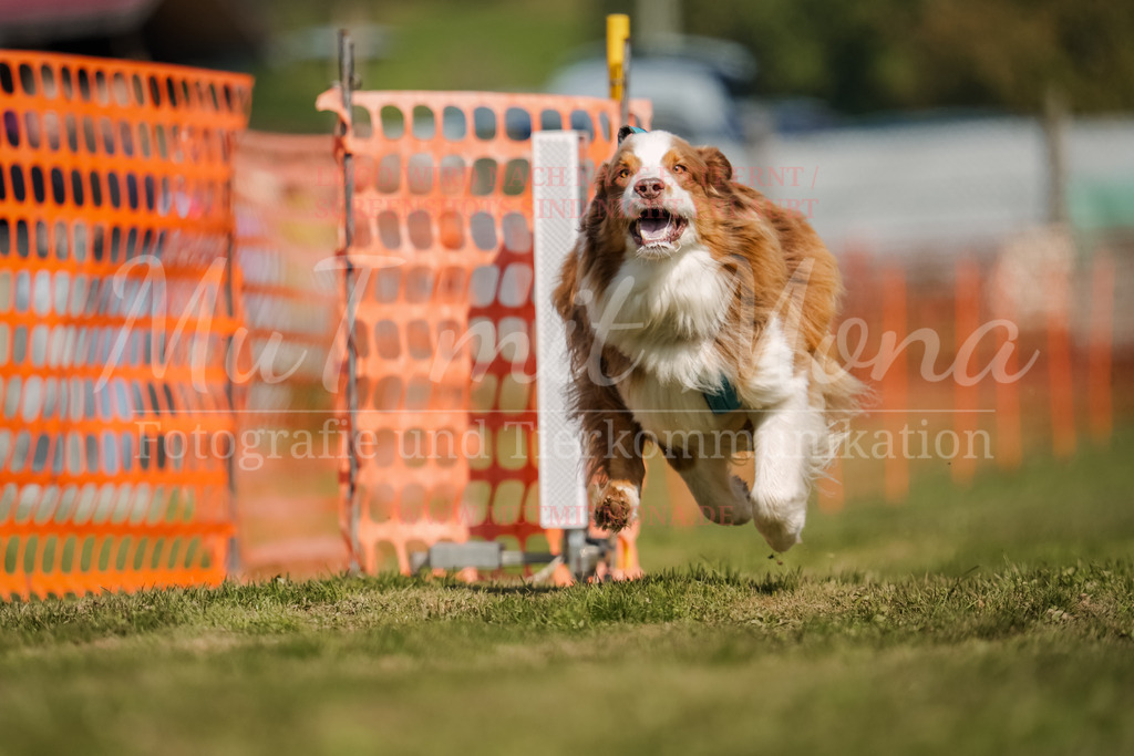 20250928_Hunderennen-547 | MuT (Mensch und Tier) mit Mona - Fotografie und Tierkommunikation - Realisiert mit Pictrs.com