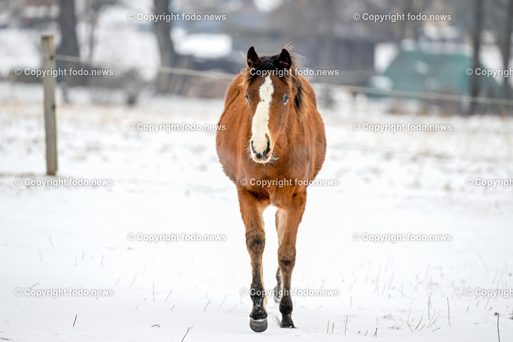 Slowakei_ Durcina_ Ranch Simba_ 06.01.2026-12 | 06.01.2026, Rajec, SVK, Themenbild, Pferde, im Bild Pferd, Pferde, Stute, Hengst, Fohlen, Quarter Horse, Ranch, Weide, Hof, Wiese, Stall, Nutztier, Tier, Winter, Schnee