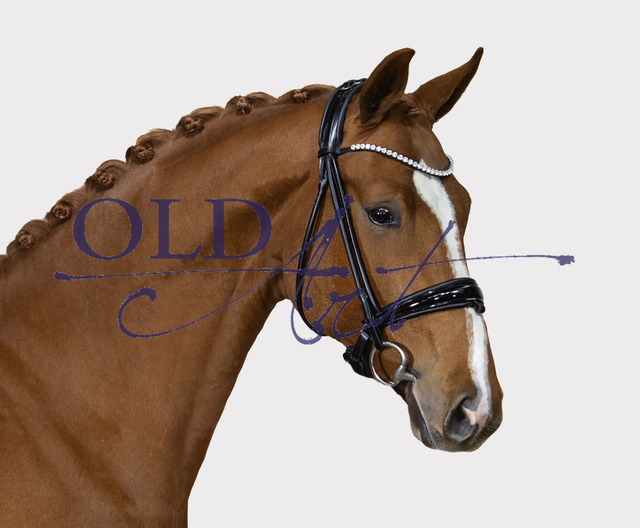 44 DE 433330724321 Danciero - Londontime - Danone I_Kopf | <meta name="description" content="★Offizieller Merchandise und Foto-/Videostore des Oldenburger Verbandes.★ ✅Jetzt auch digital Ausdrucke erhältlich." />
<meta name="keywords" content="Merchandise Foto-/Videostore Oldenburger Verband Photographie 