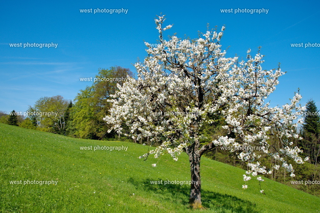 Cherry Tree - 2018 SUI | west photography - Realisiert mit Pictrs.com