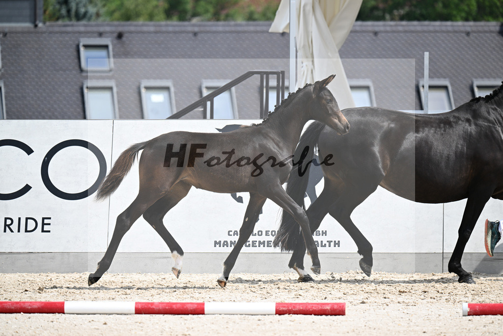 Kat-Nr. 3 Dynamic Dream x Tomahawk_SF_Stude_21250539 | hf-fotografie - Realizzato con Pictrs.com