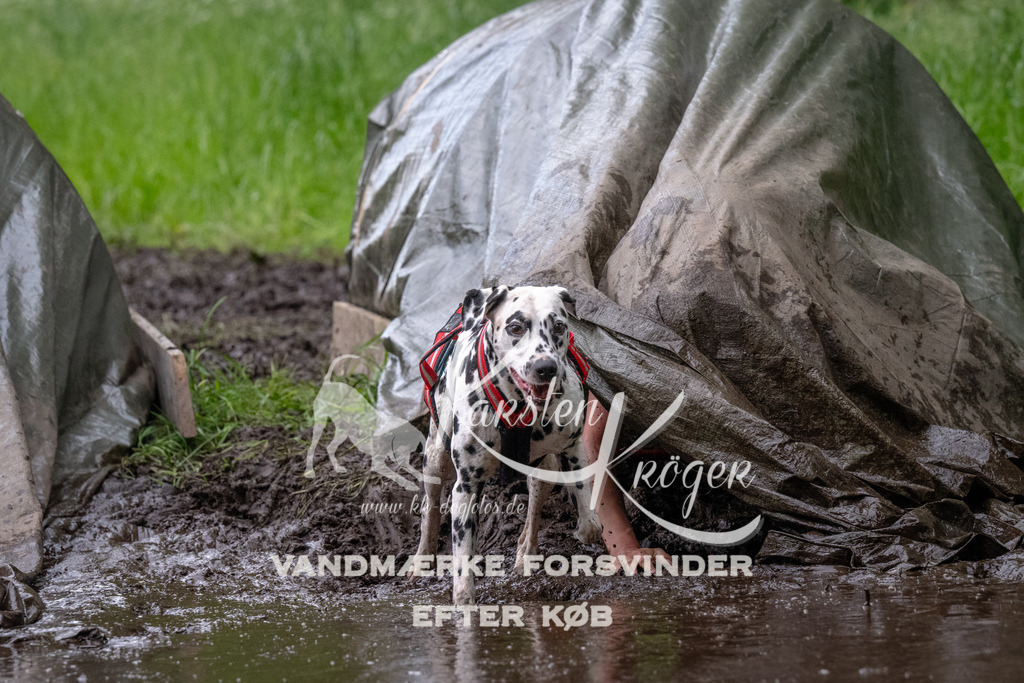 1611_ZZ92915-Bearbeitet | kk-dogfotos