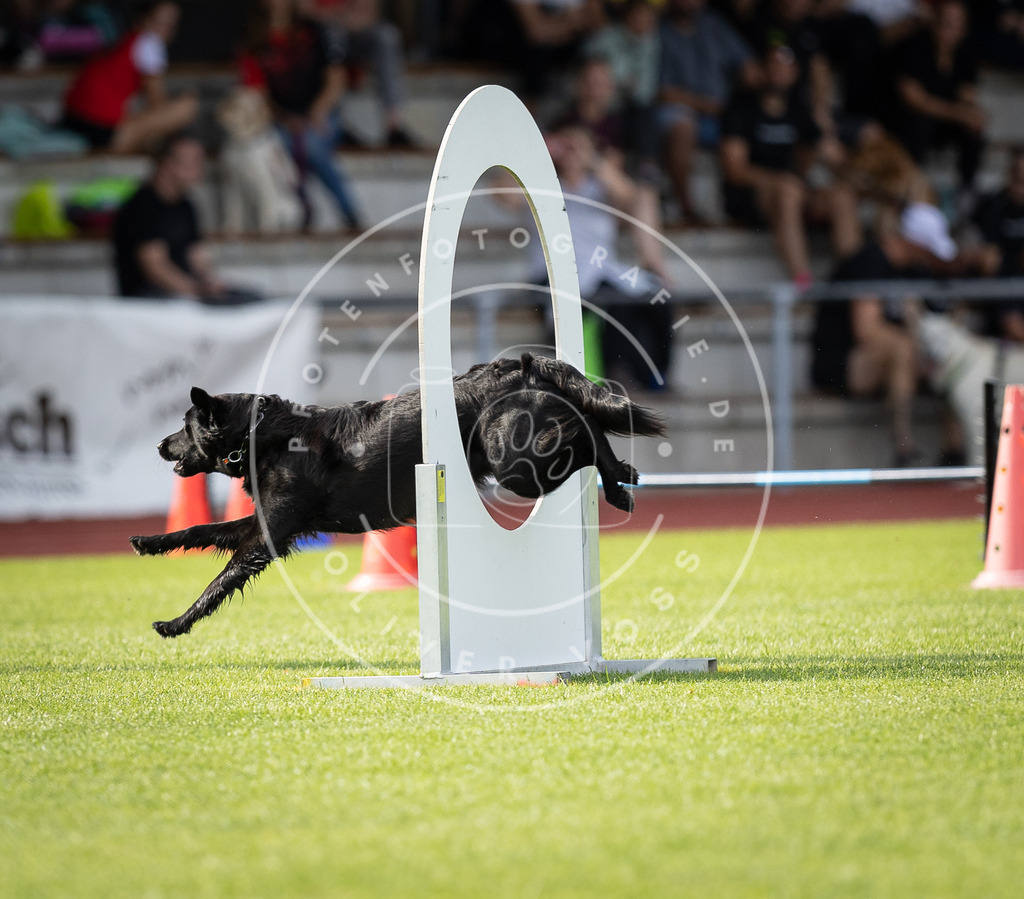 Pfotenfotografie_DV3A1755 | Hundefotografie, Tierfotograf, Pfotenfotografie, Fotoshooting Hund, Hunde Portrait, Hundesport, Hundeportraits, Heideshooting, Hunde, Sportfotograf, Hundefotograf, Turnierhundsport, THS,  - Realisiert mit Pictrs.com