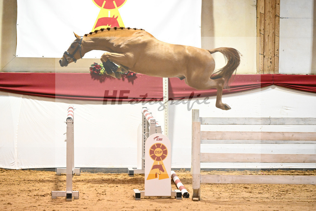 Kat-Nr. 26 El Barone 111 Z x Arezzo VDL_Schep_43231147 | hf-fotografie - Realisiert mit Pictrs.com