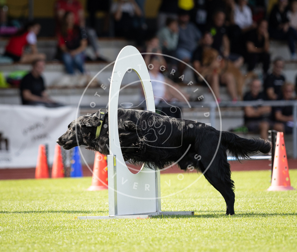 Pfotenfotografie_DV3A1883 | Hundefotografie, Tierfotograf, Pfotenfotografie, Fotoshooting Hund, Hunde Portrait, Hundesport, Hundeportraits, Heideshooting, Hunde, Sportfotograf, Hundefotograf, Turnierhundsport, THS,  - Realisiert mit Pictrs.com