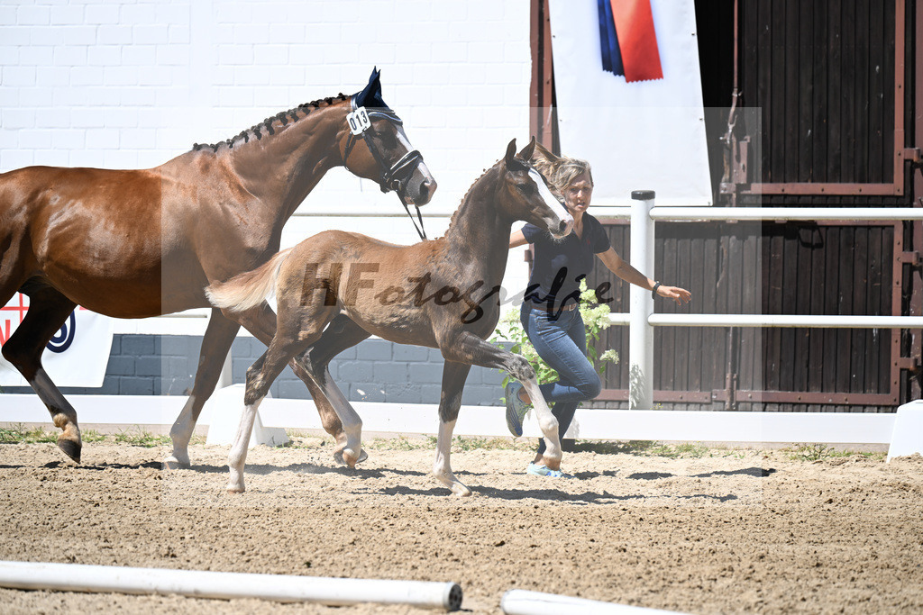 Kat-Nr. 13 Bonds x Don Juan de Hus_HF_Geiling_20250826 | hf-fotografie - Realizzato con Pictrs.com