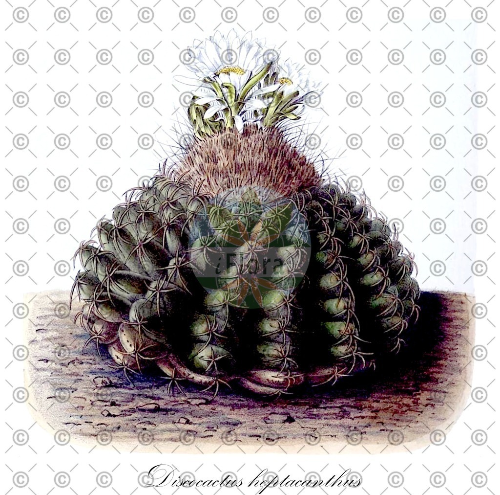 HistAbb_wfo-0000652051_1_ENZY_Simple | Historische Abbildung von Discocactus heptacanthus - Cactaceae | Historical Illustration of Discocactus heptacanthus - Cactaceae