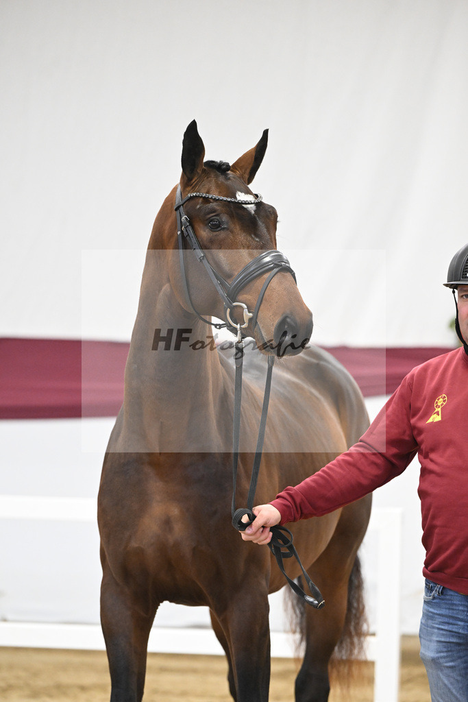 Kat-Nr. 3 Jasper x Carolus I_Klemens Zeil _47250047 | hf-fotografie - Realisiert mit Pictrs.com