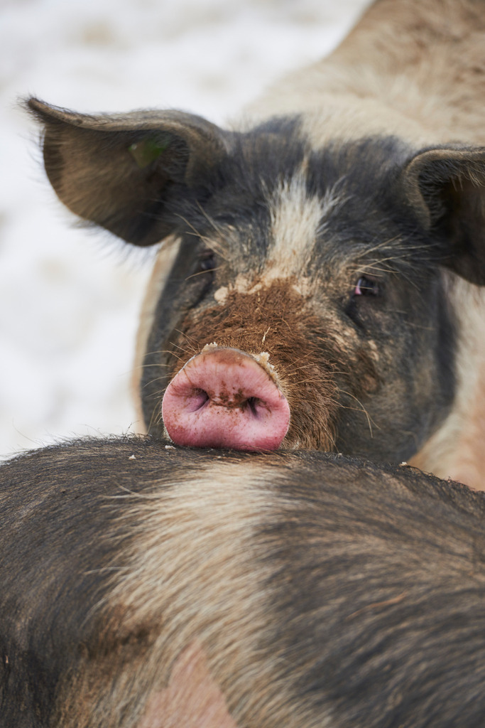 Freiland Schweinezucht im Winter | Rohrbrunn, Austria - February 01, 2015: Freiland Schweinezucht im Winter. - Realisiert mit Pictrs.com