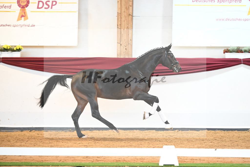 Kat-Nr. 17 v. Despacito_Gestuet Greim_66221780 | hf-fotografie - Realisiert mit Pictrs.com