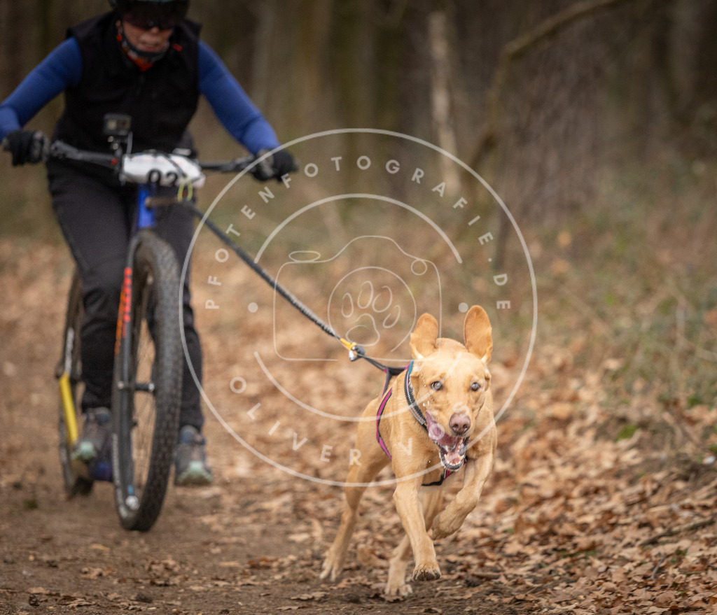 Pfotenfotografie_DV3A7185 | Hundefotografie, Tierfotograf, Pfotenfotografie, Fotoshooting Hund, Hunde Portrait, Hundesport, Hundeportraits, Heideshooting, Hunde, Sportfotograf, Hundefotograf, Turnierhundsport, THS,  - Realisiert mit Pictrs.com