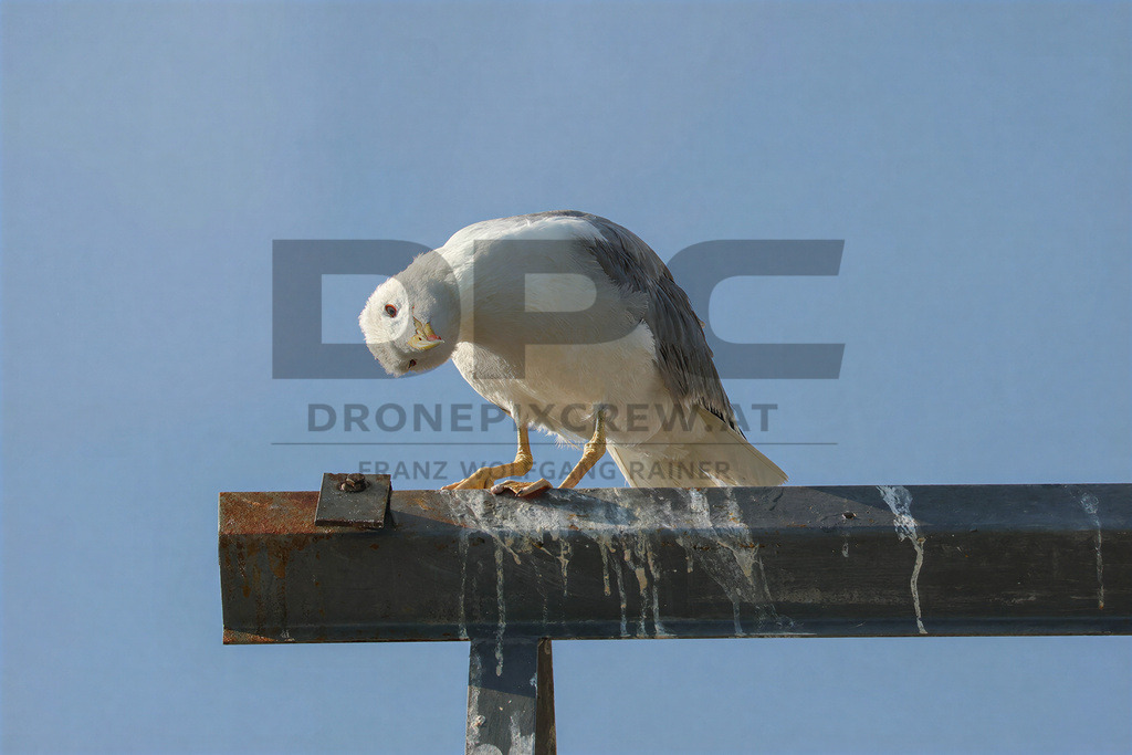 Yellow-legged Gull (Larus michahellis) | Yellow-legged Gull (Larus michahellis), a large gull species commonly found along Mediterranean coasts, rocky shorelines, harbours and coastal areas. - Realisiert mit Pictrs.com