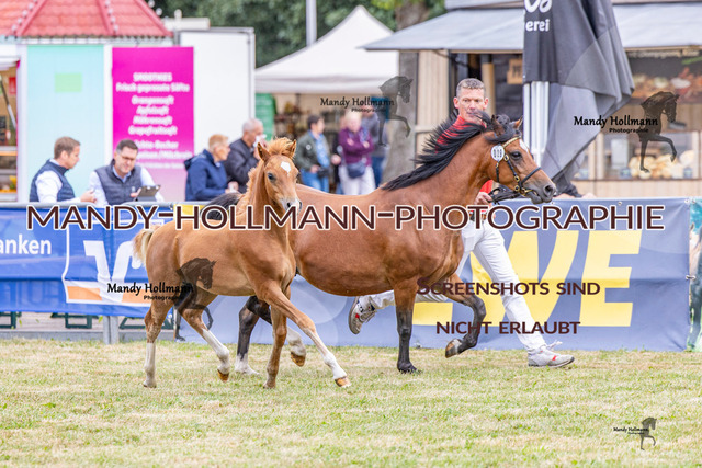 LTN 2 (98 von 1981) | mandyhollmannphotographie