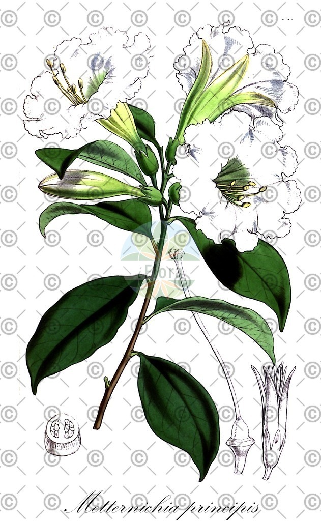 HistAbb_wfo-0001196559_1_ENZY_Simple | Historische Abbildung von Metternichia principis - Solanaceae | Historical Illustration of Metternichia principis - Solanaceae