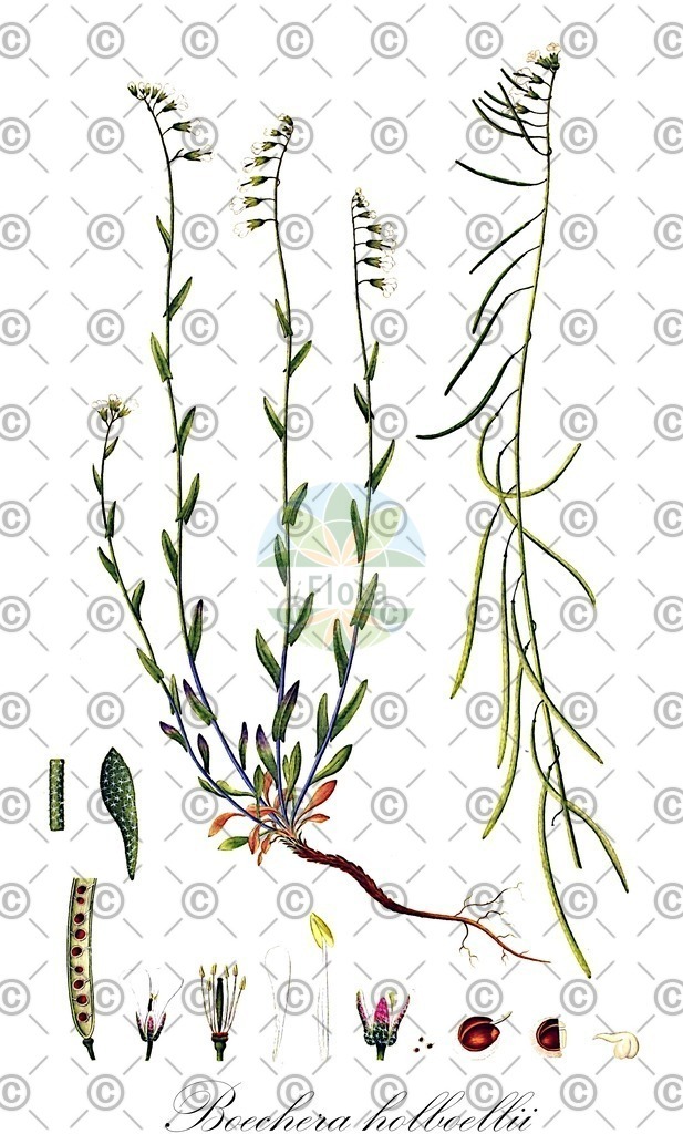 HistAbb_wfo-0000567669_1_ENZY_Simple | Historische Abbildung von Boechera holboellii - Brassicaceae | Historical Illustration of Boechera holboellii - Brassicaceae