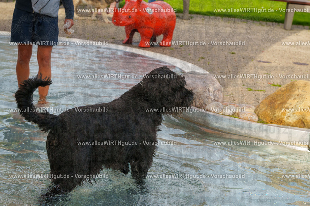 Hundeschwimmen_Grefrath_2026-allesWIRTHgut_Tierfotografie-11_45-FAY08414 | Professionelle Tierfotografie in Mönchengladbach von Daniel Wirth (allesWIRTHgut). Liebevolle & natürliche Bilder von Hunden & Katzen für unvergessliche Erinnerungen.