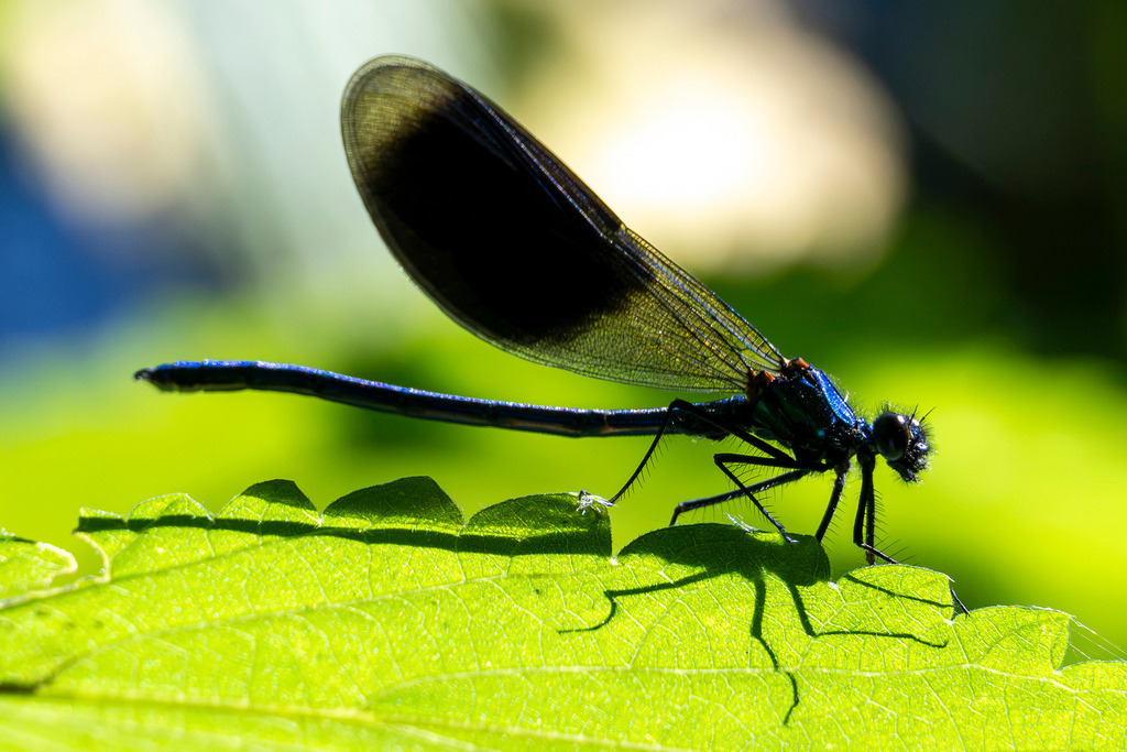 Libelle | Entdecke exklusive Fotografie im muebri Shop: Stimmungsvolle Motive  Naturaufnahmen und mehr. Jetzt hochwertige Wandbilder und Fotoabzüge online kaufen! - Realisiert mit Pictrs.com