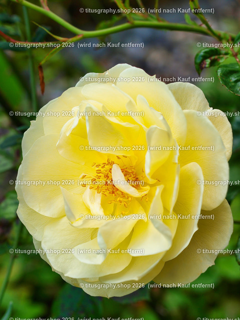 titusgraphy_P7173260-vz-ln | titusgraphy-shop: Geschenkideen mit Qualitätsfotos. titusgraphy-shop: gift ideas with quality photos. titusgraphy-shop: idées cadeaux avec photos de qualité.  - Realisiert mit Pictrs.com