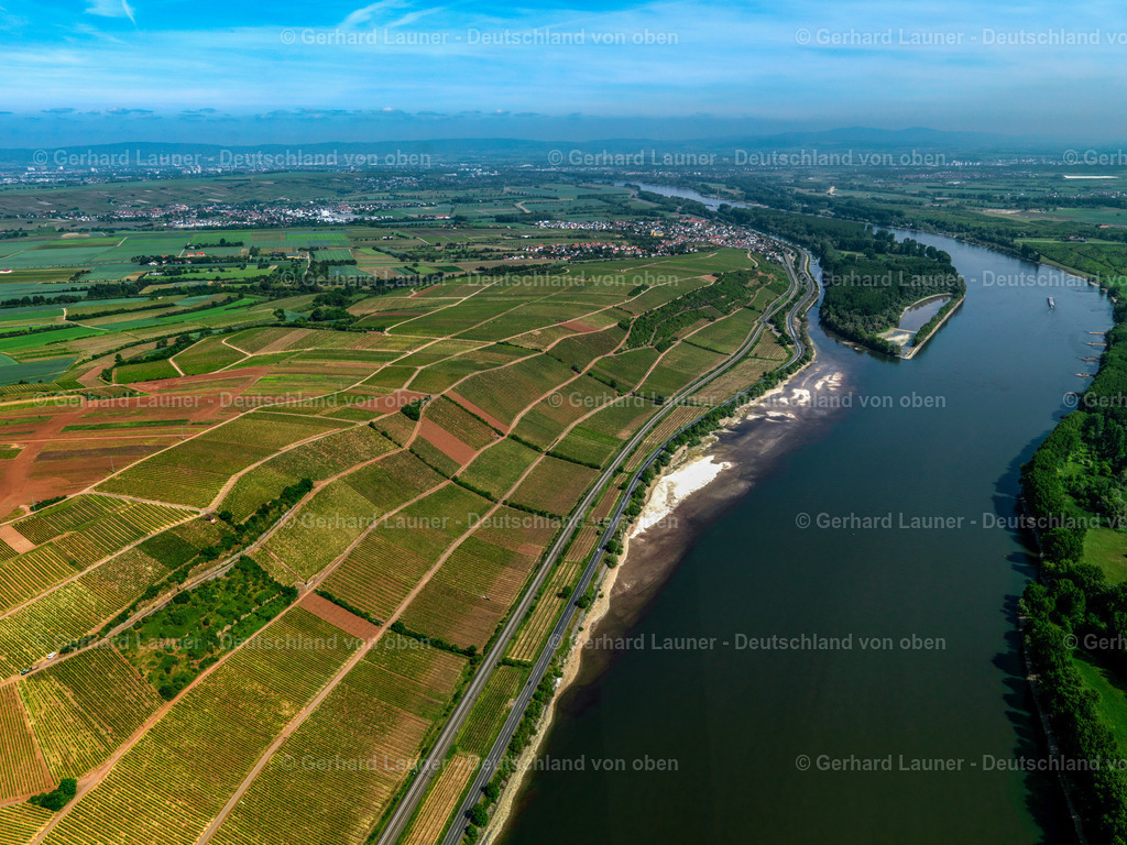 3134039 | Weinberge und Rhein bei Nackenheim