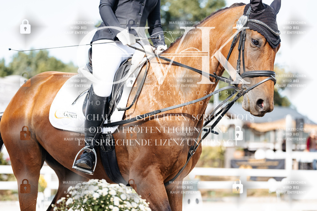 CK904956 | Turnierfotografie Pferdefotografie Trier Rheinland-Pfalz Pferdesport Reitsport Tierfotografie Sportfotografie Pferdevideo Pferdevideografie Equestrianvideography equestrianphotography  - Realisiert mit Pictrs.com