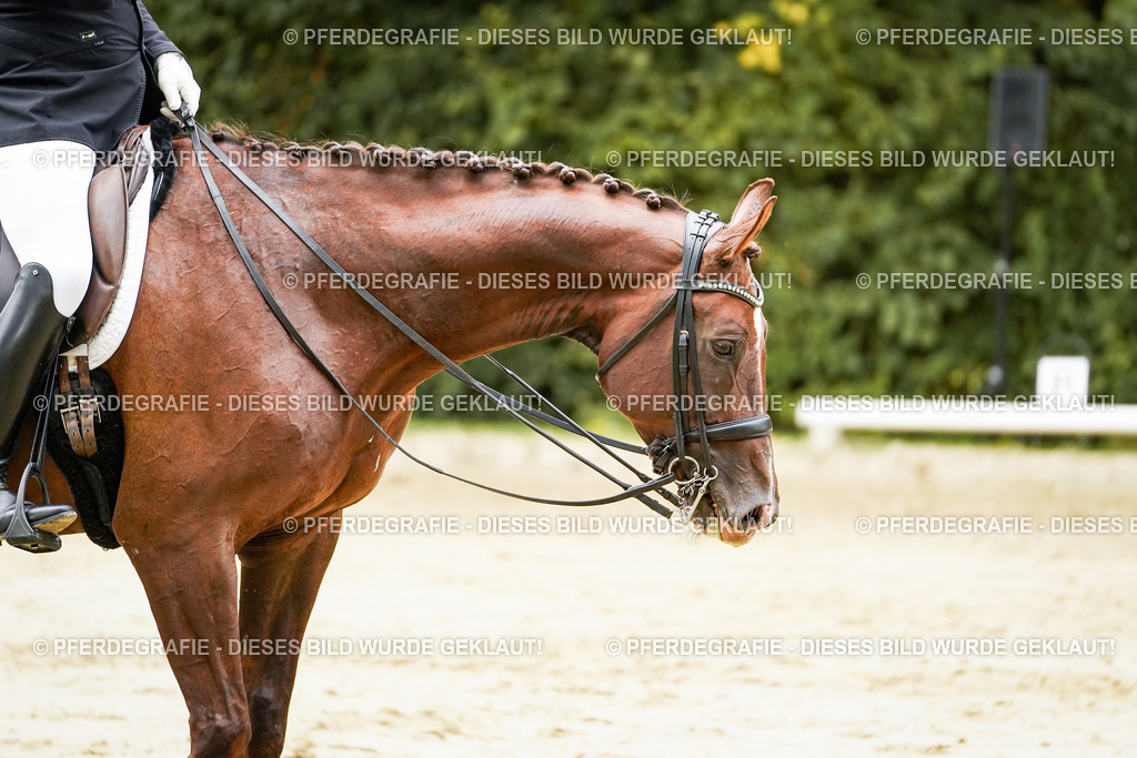 DSC03815 | Pferdegrafie