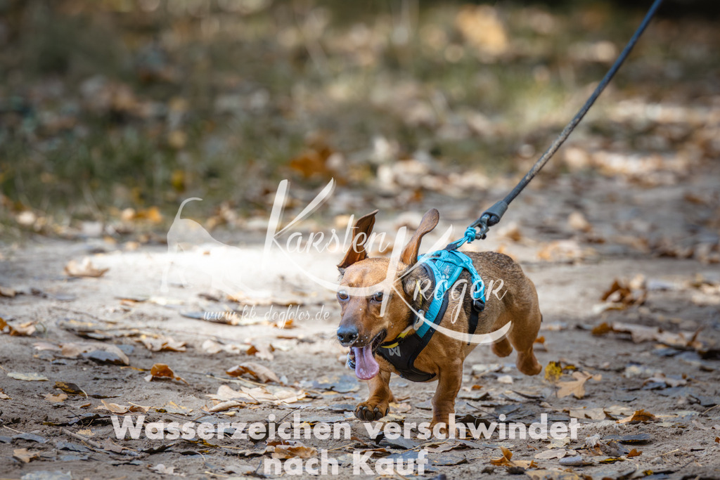 1246_ZZ96120 | kk-dogfotos