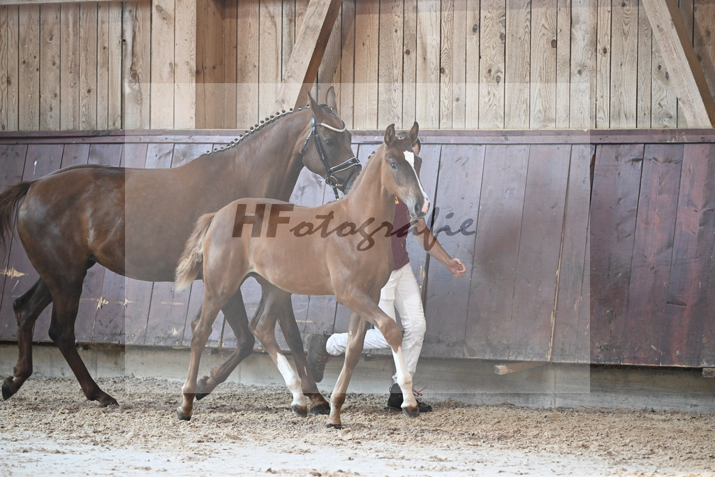 Kat-Nr. 5 Arezzo Man x Conte Cassini_SF_Kraemer_25250538 | hf-fotografie - Realisiert mit Pictrs.com