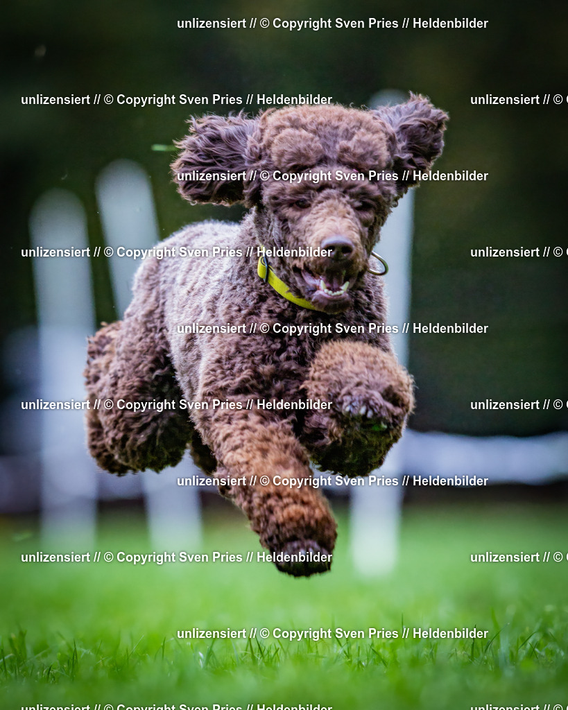 Sven Pries | 2024-10-19 - Hunderennen Ober-Grombach - Realisiert mit Pictrs.com