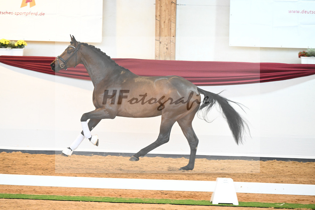 Kat-Nr. 38 v. Jovian_Limbecker_66220523 | hf-fotografie - Realisiert mit Pictrs.com