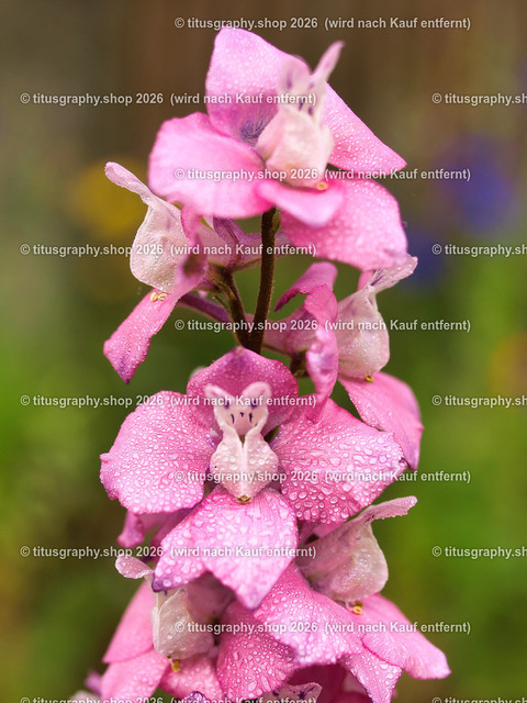 titusgraphy_P6160696-vz-ln | OLYMPUS DIGITAL CAMERA - Realisiert mit Pictrs.com