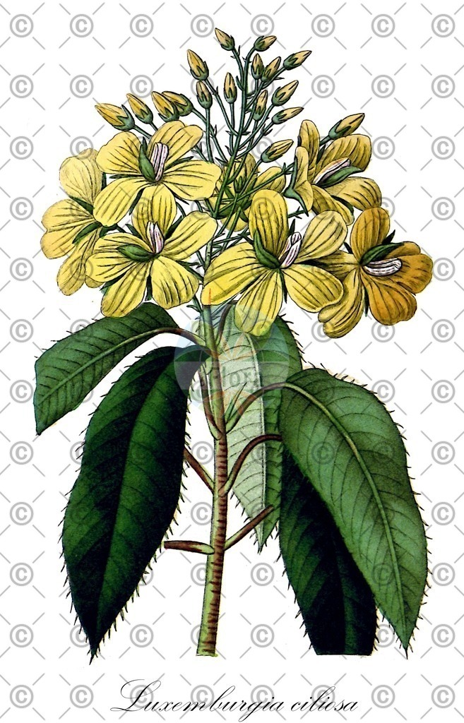 HistAbb_3530_1_FLORAD_SIMPLE | Historische Abbildung von Luxemburgia ciliosa - Ochnaceae | Historical Illustration of Luxemburgia ciliosa - Ochnaceae
